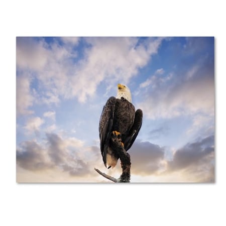 Jai Johnson 'View From The Top Bald Eagle' Canvas Art,35x47